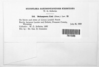 Melampsora lini image